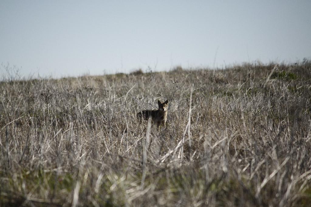 IMAGE: http://drf.lart.net/outdoors/FWMBA/gateway/misc/GW_Coyote.JPG