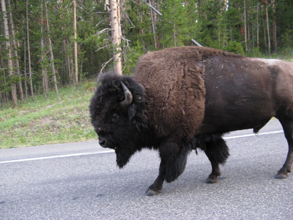 buffalo2.jpg