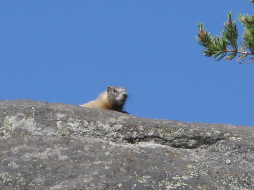 marmot2.jpg